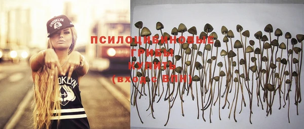 прущие грибы Аркадак